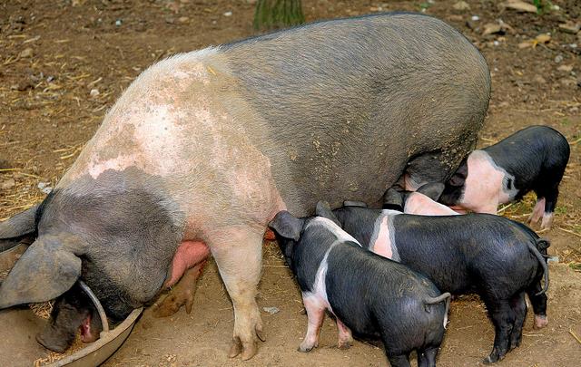 母猪产前注意事项有哪些,母猪产前需要做哪些工作