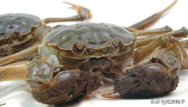 吃了这么多大闸蟹你真的吃对了吗,关于大闸蟹的这10个真相了解一下