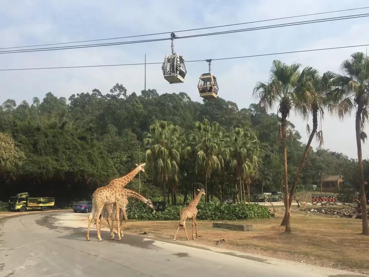 长隆野生动物世界到珠海海洋王国,去长隆野生动物世界需要注意什么