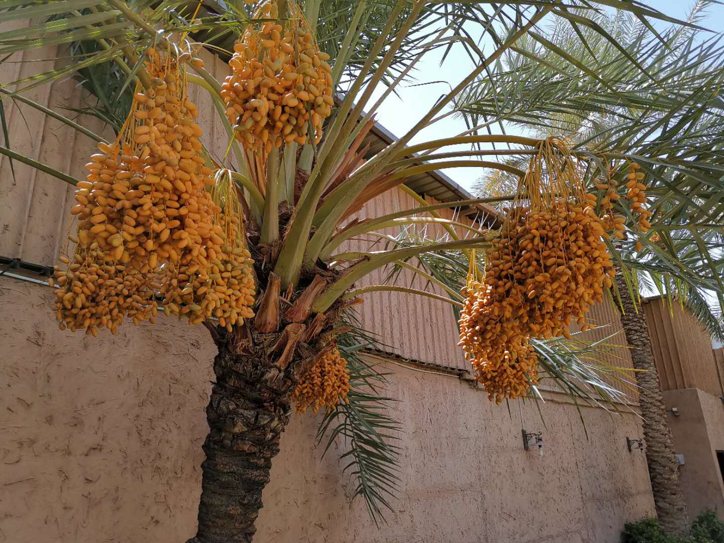 中国人在沙特的打工日常,中国人去沙特打工的真实感受