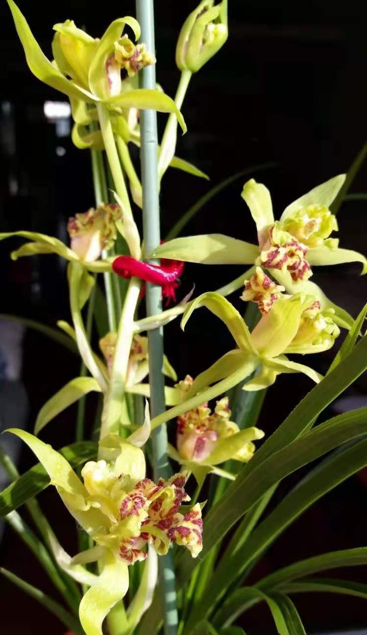 大花蕙兰哪些花中等大小,每年都开花的大花蕙兰品种有哪些