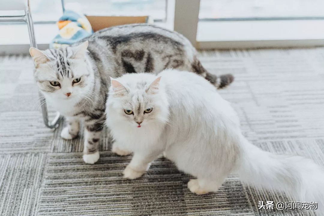 猫咪爱磨脚怎么回事,为啥猫咪爱挠沙发