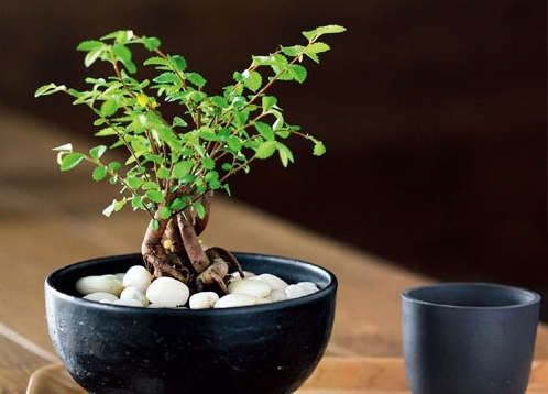 盆栽黄叶怎么解决补充什么肥,盆景黄叶怎么办