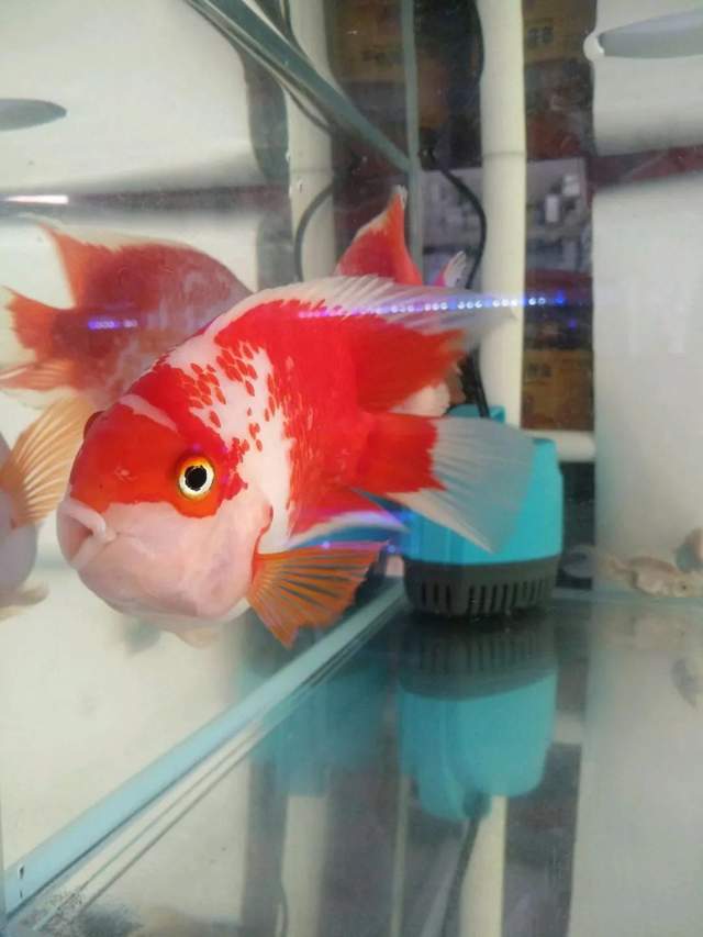 最显眼的观赏鱼品种有哪些,观赏鱼养几条寓意最好的品种