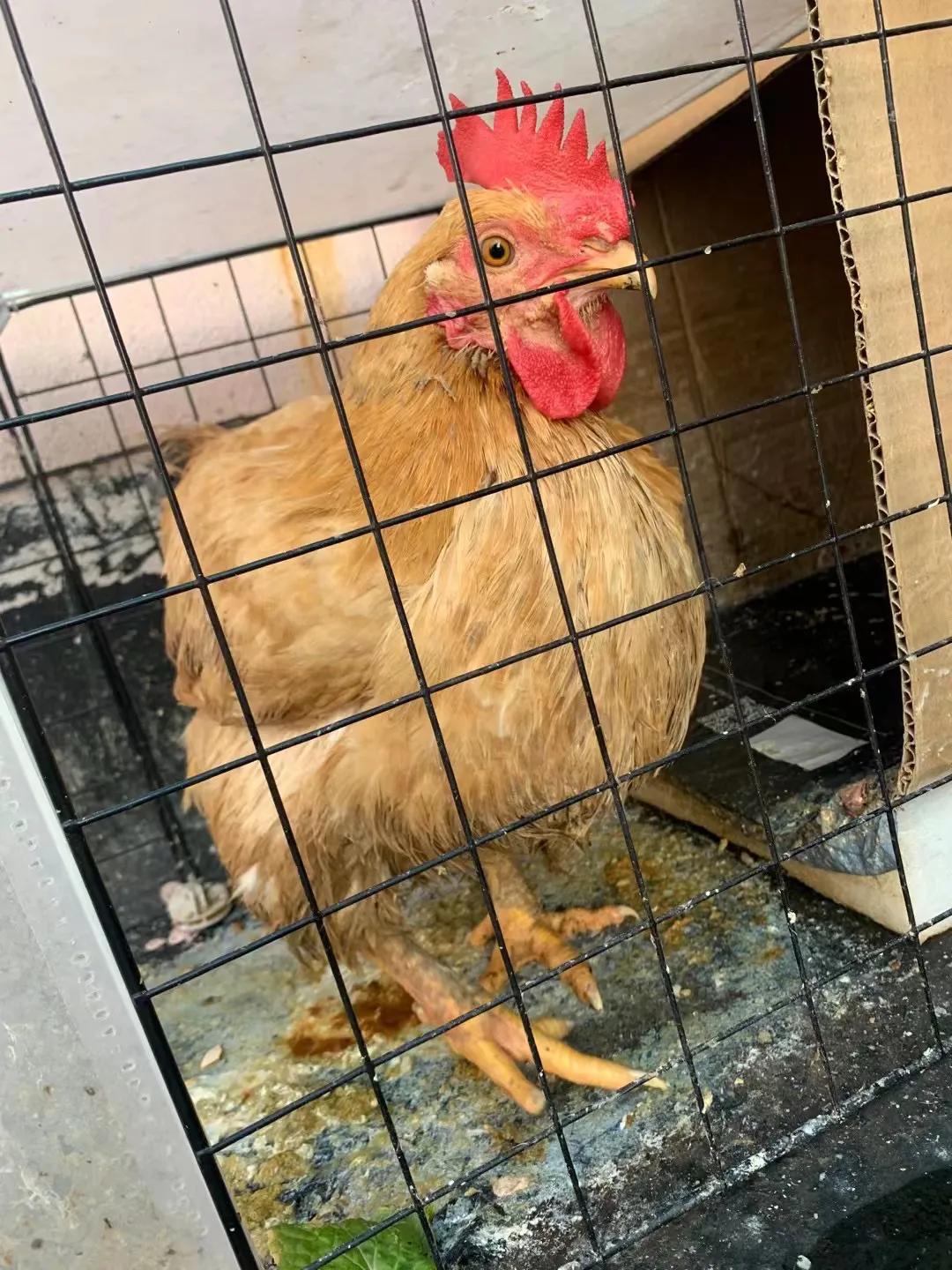 上海吃毛蛋吃出了一只小鸡,长得那么像公鸡,为什么会下蛋?