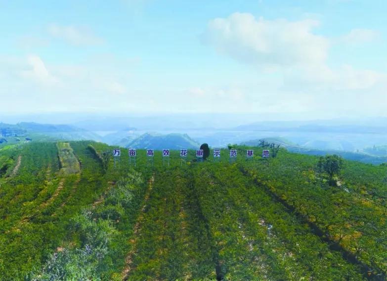 韩城大红袍和汉源花椒哪个好,韩城大红袍花椒介绍