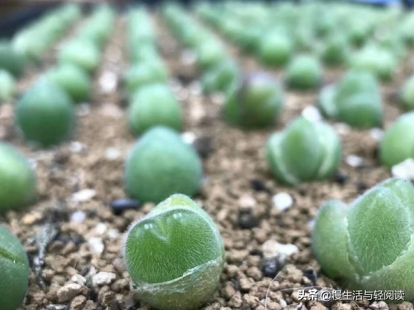 《慢生活·轻阅读》1647期