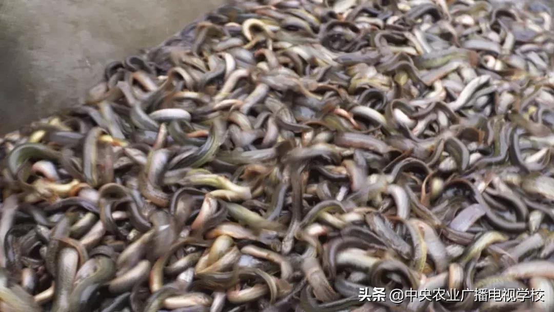 【农广天地】滑溜的财富抓起来