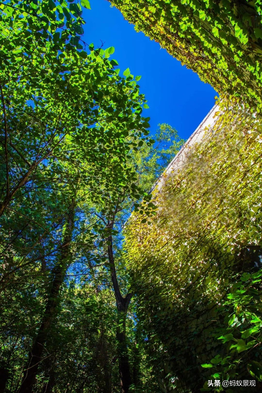 香山饭店四绝十八景是什么,香山饭店的游记