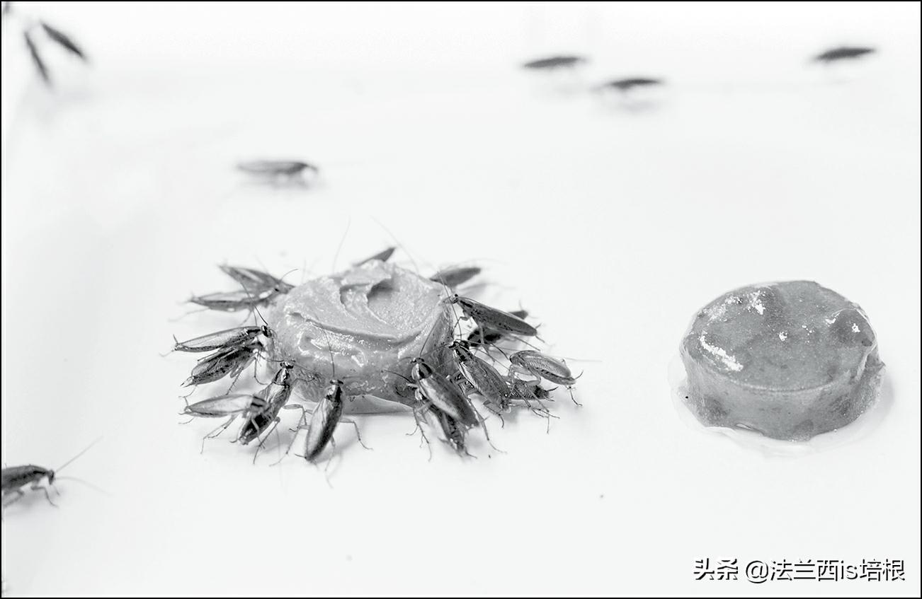 蟑螂为什么生命力那么顽强不白吃,一代更比一代强的家居蟑螂