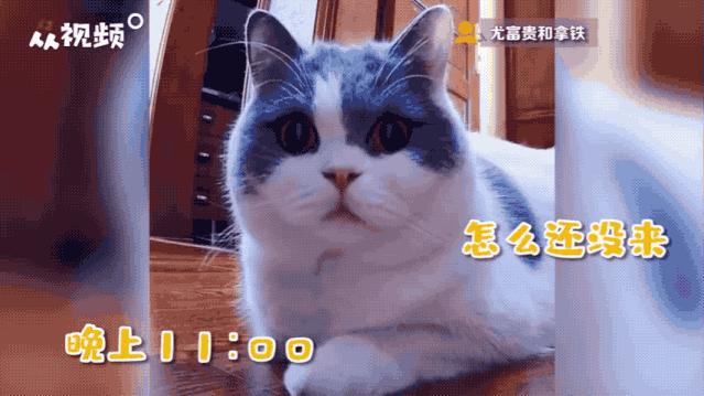 “因为一句话，我家猫在监控前守了一夜，彻夜未眠”