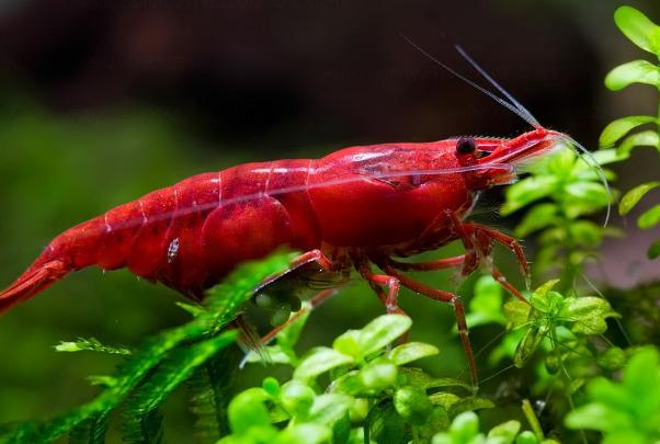 樱花虾水温30度有危险吗,樱花虾适合什么水质