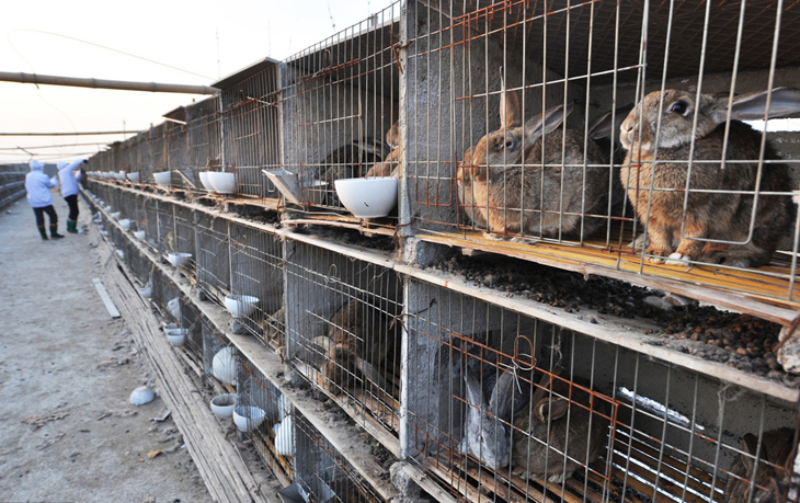 养兔的技术和方法,养殖肉兔饮什么水最好养