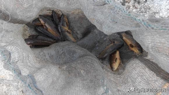 蛇皮鱼泛滥成灾,赣州野生蛇皮鱼