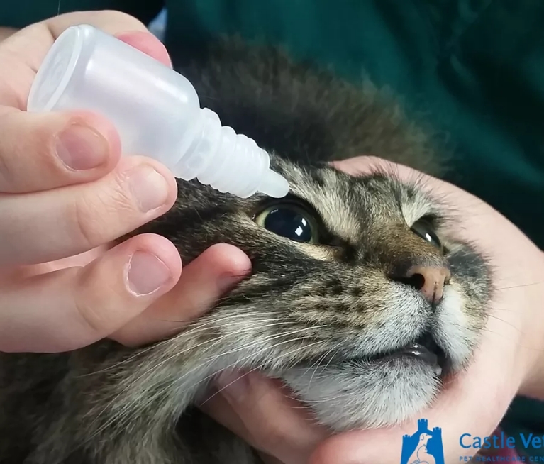 猫咪眼头发红肿大怎么回事,猫咪眼睛红肿睁开眼怎么治疗