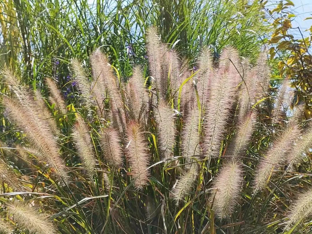 上海观赏草,上海之鱼冬天风景