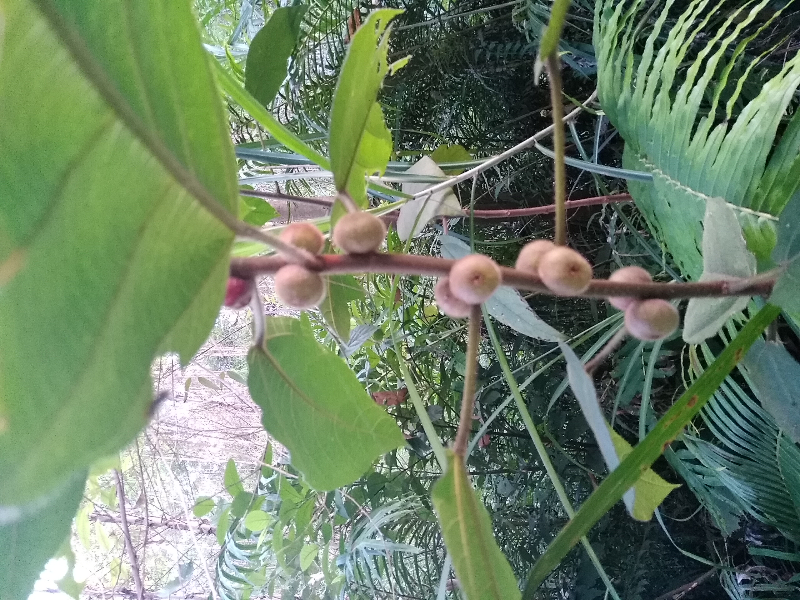 农村常见可以吃的野果,农村常见能吃的野果