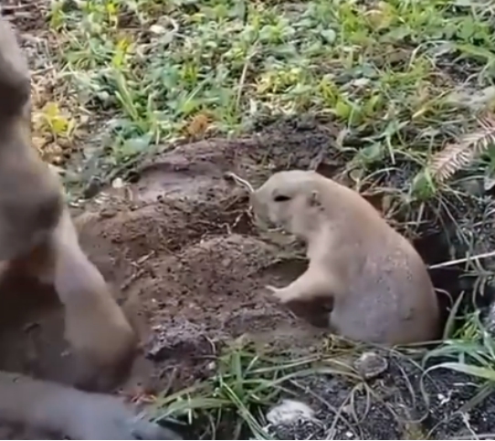 狗故意打扰地鼠工作，忍无可忍的地鼠怒斥狗子，鼠：别扒拉我