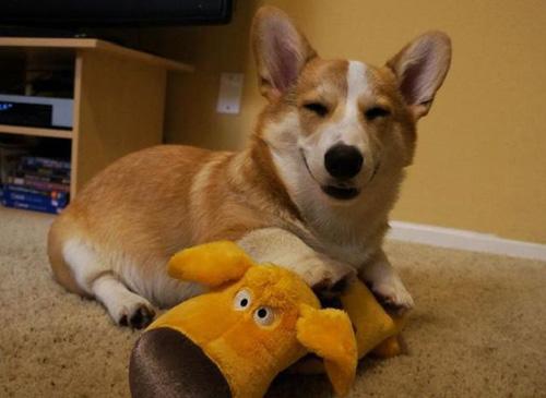 第一次养柯基犬注意什么,养柯基犬需要注意些什么