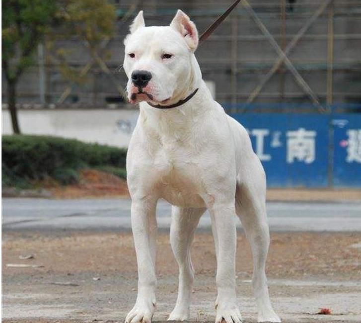 狗狗十大禁养犬,十种危险至极的狗狗