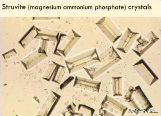 猫在被子里憋死,猫在体内就憋死了
