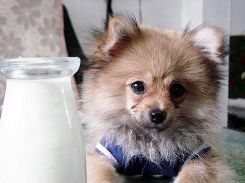 狗狗辟谣,狗狗喝牛奶辟谣