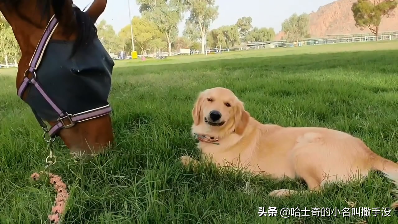 金毛学小动物说话,金毛学小马