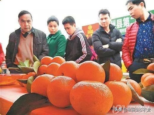 柑橘行情不好时如何卖农药,柑橘销售难对策建议