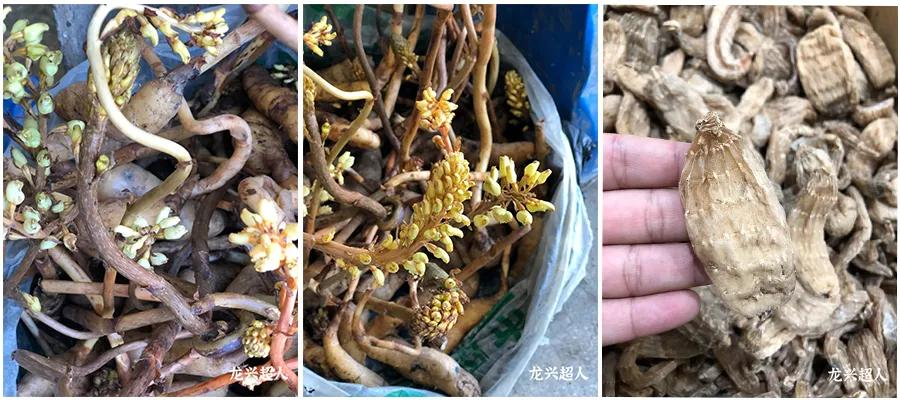 贵州的道地药材天麻,天麻属于哪里的道地药材