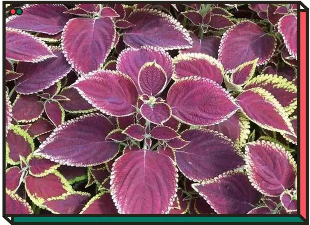 黛珂紫苏水祛痘,黛珂紫苏水祛痘吗