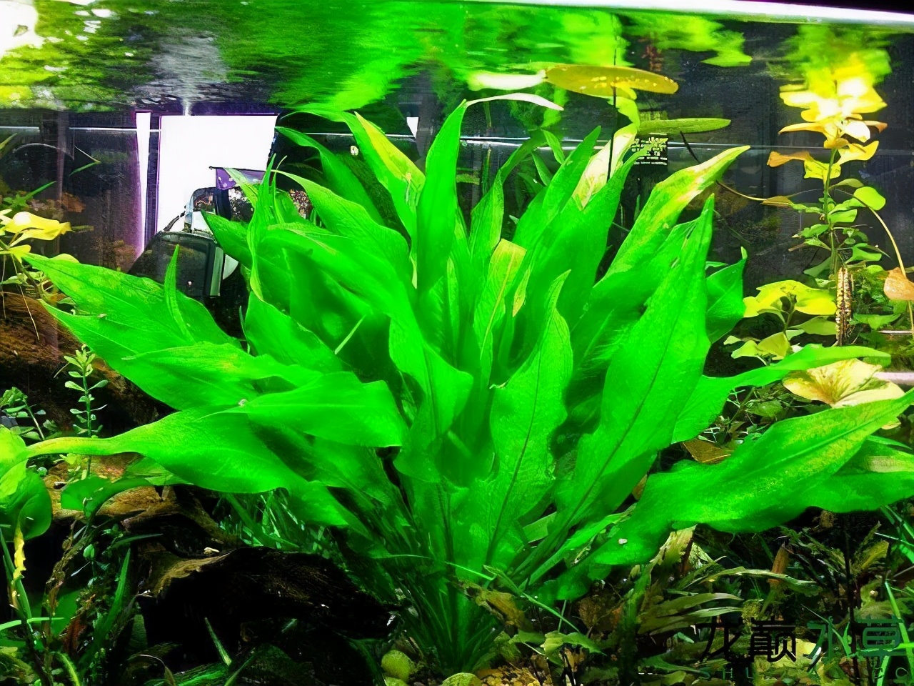 鱼缸养水草的主要作用是什么,鱼缸哪种水草好养养不死