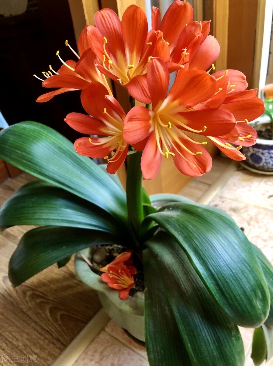 君子兰夏天的养殖方法和技巧,君子兰如何度夏最好养