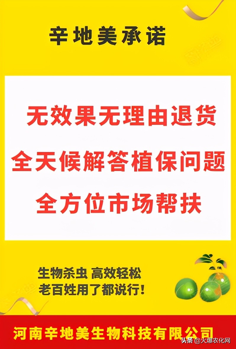 褐斑病怎么治好得快,褐斑病病斑