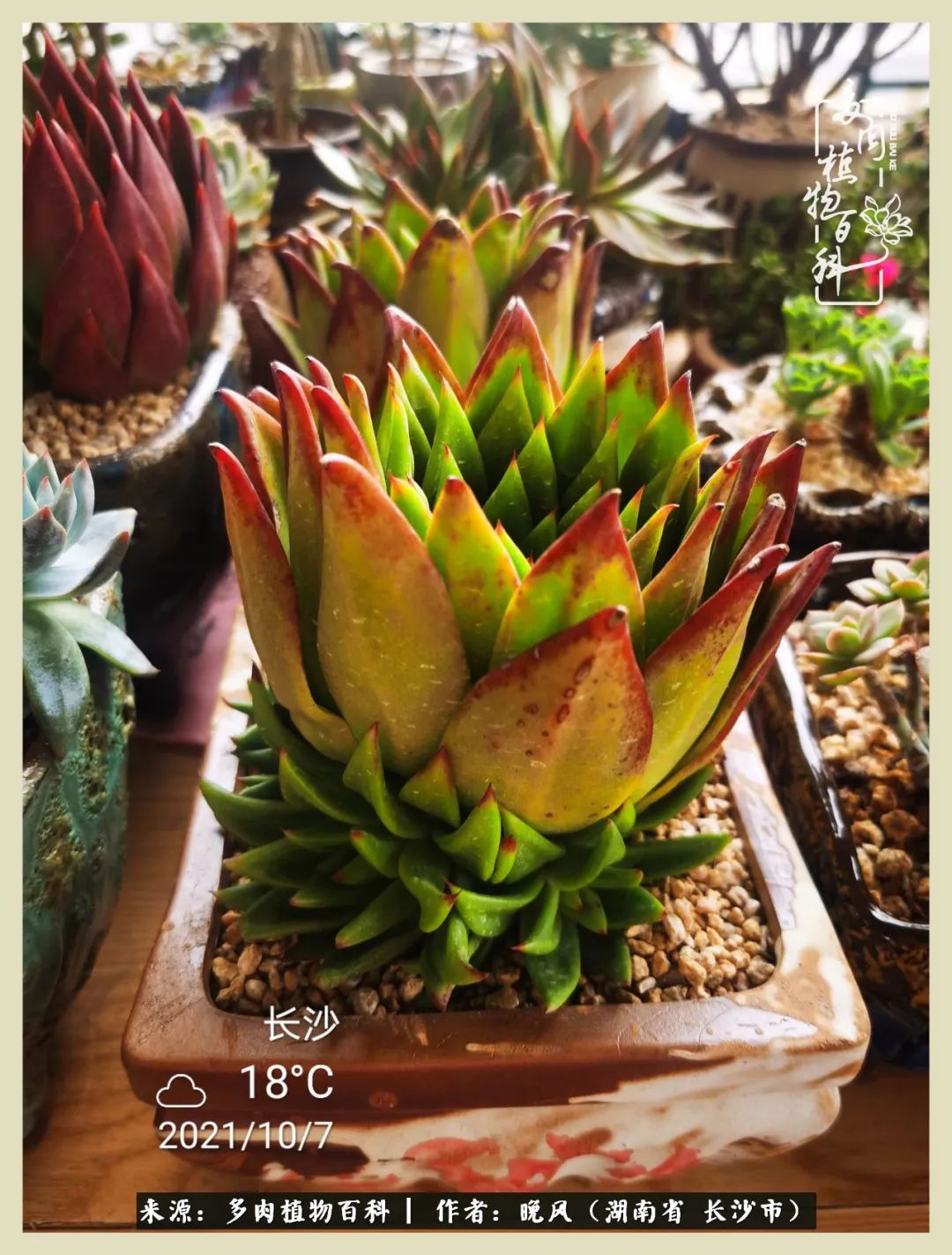 摇身一变成了奶爸,摇身一变成为打工人