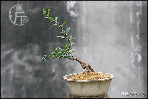 大树型金豆盆景怎么造型,金豆无根老桩栽培技巧