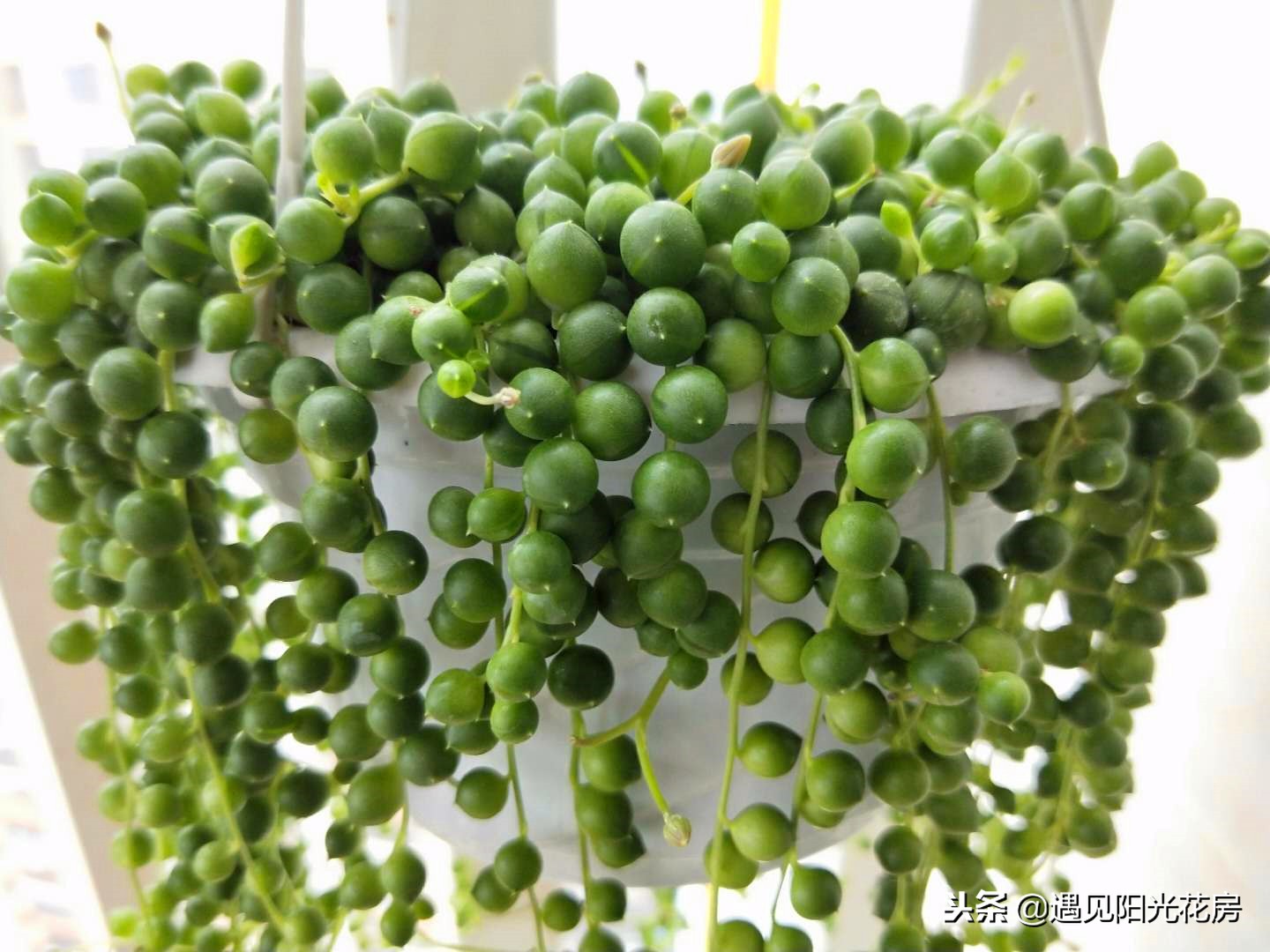 佛珠多肉怎么养颗粒才饱满硕大,多肉佛珠怎么快速爆盆