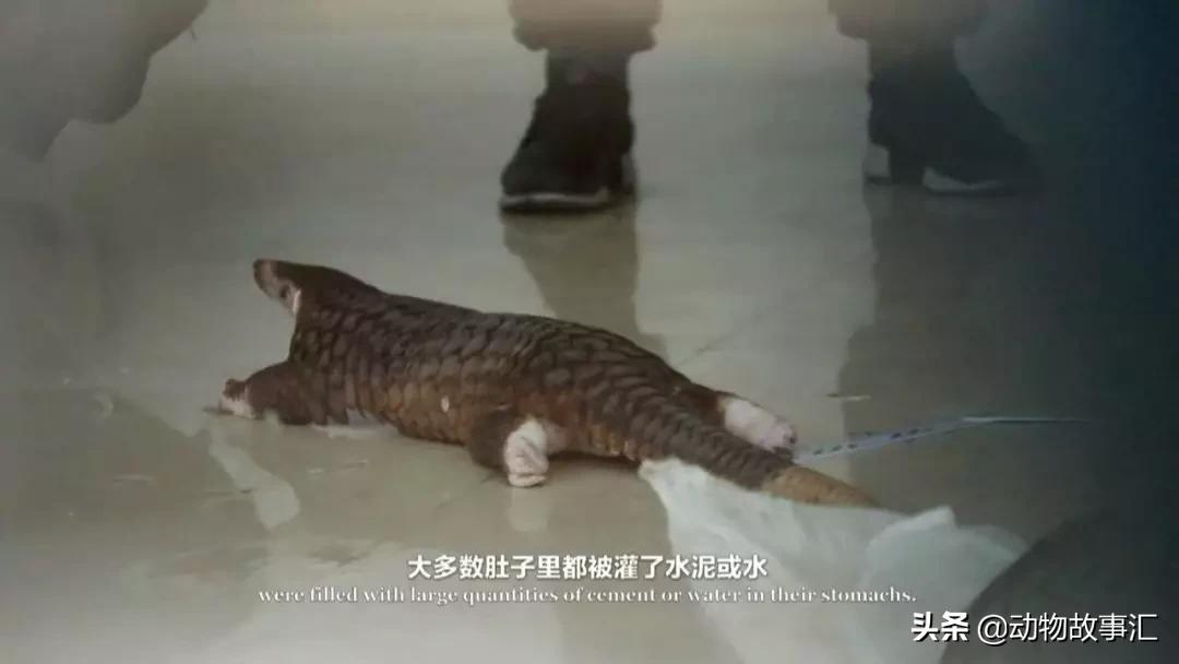 世界穿山甲日/专家建议对穿山甲等“生态灭杀”，我们坚决拒绝