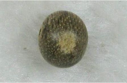 沉香入门知识大全书,各类沉香玩法的入门大全