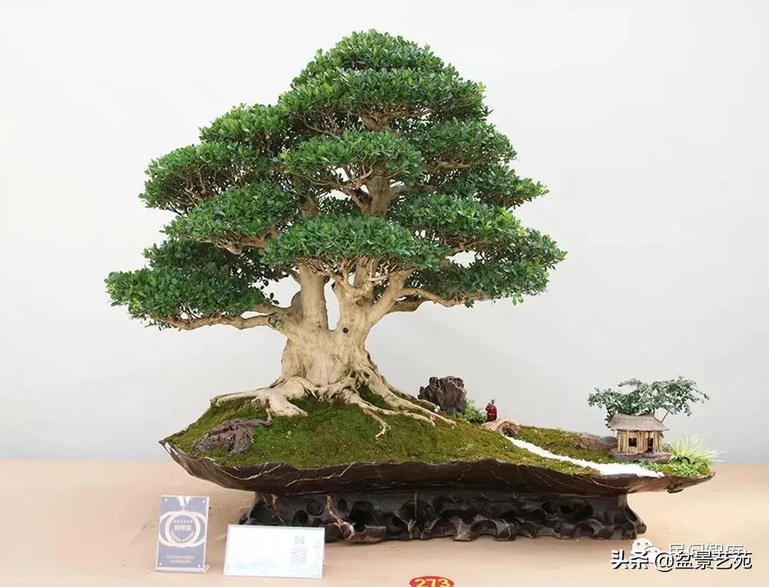 盆景黄杨,赏优美盆景