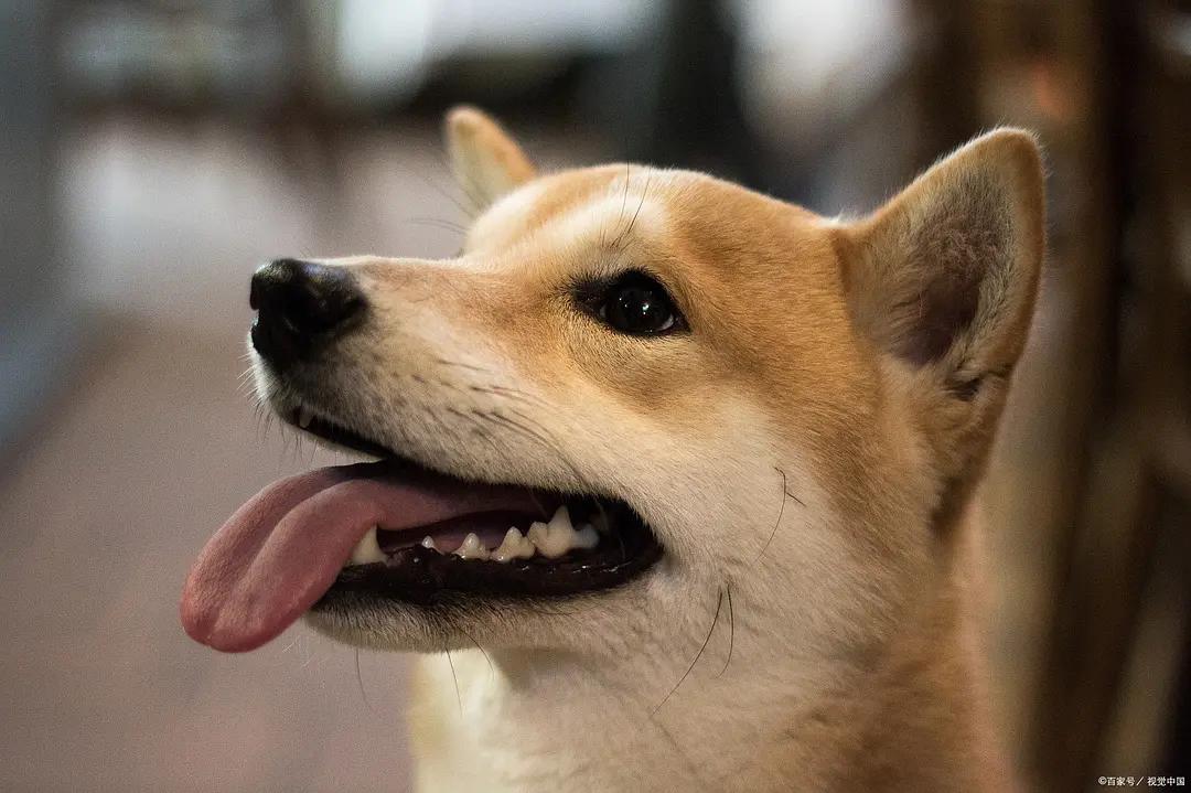 经验分享：狗尿出血怎么回事