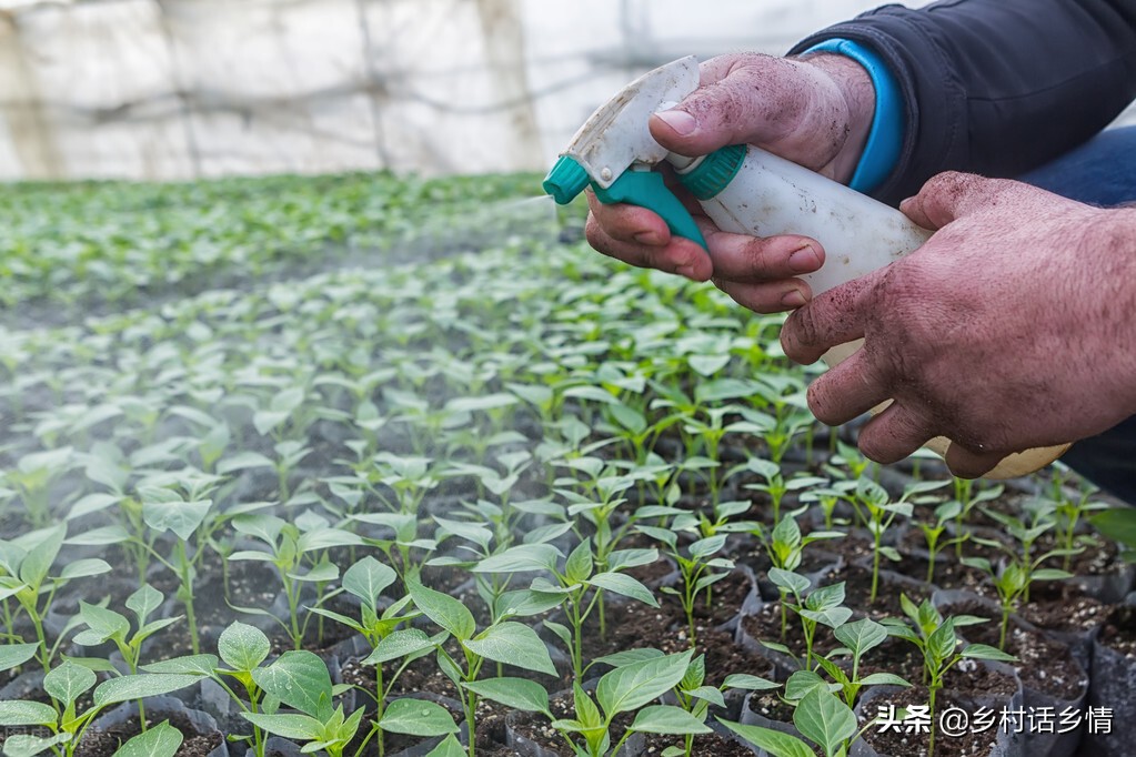 种菜先学会使用食醋，促长、增产、防治病虫害，样样精通