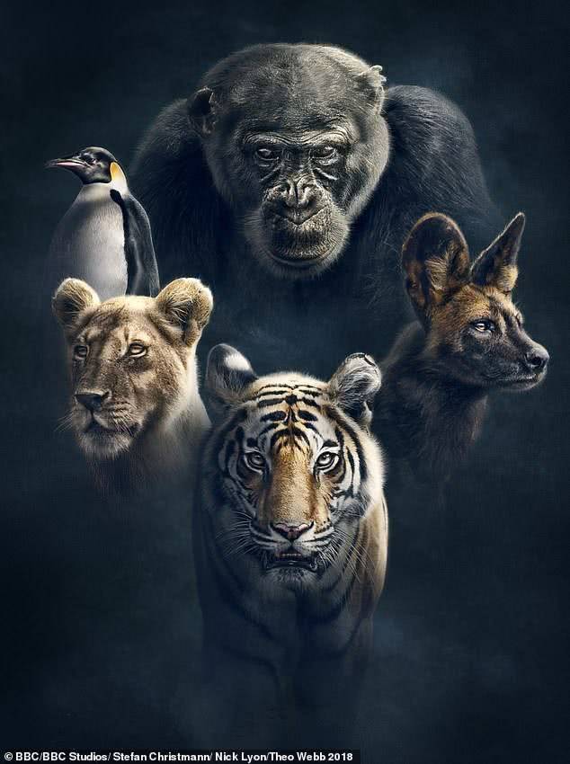 bbc豆瓣9.1纪录片排行,bbc罗曼诺夫王朝纪录片