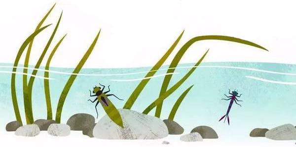 夏天捕捉蜻蜓,夏天捉飞虫