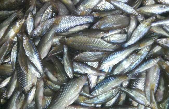 夏天野钓小鱼闹窝的最有效的方法,夏天钓鱼小鱼闹窝用什么饵