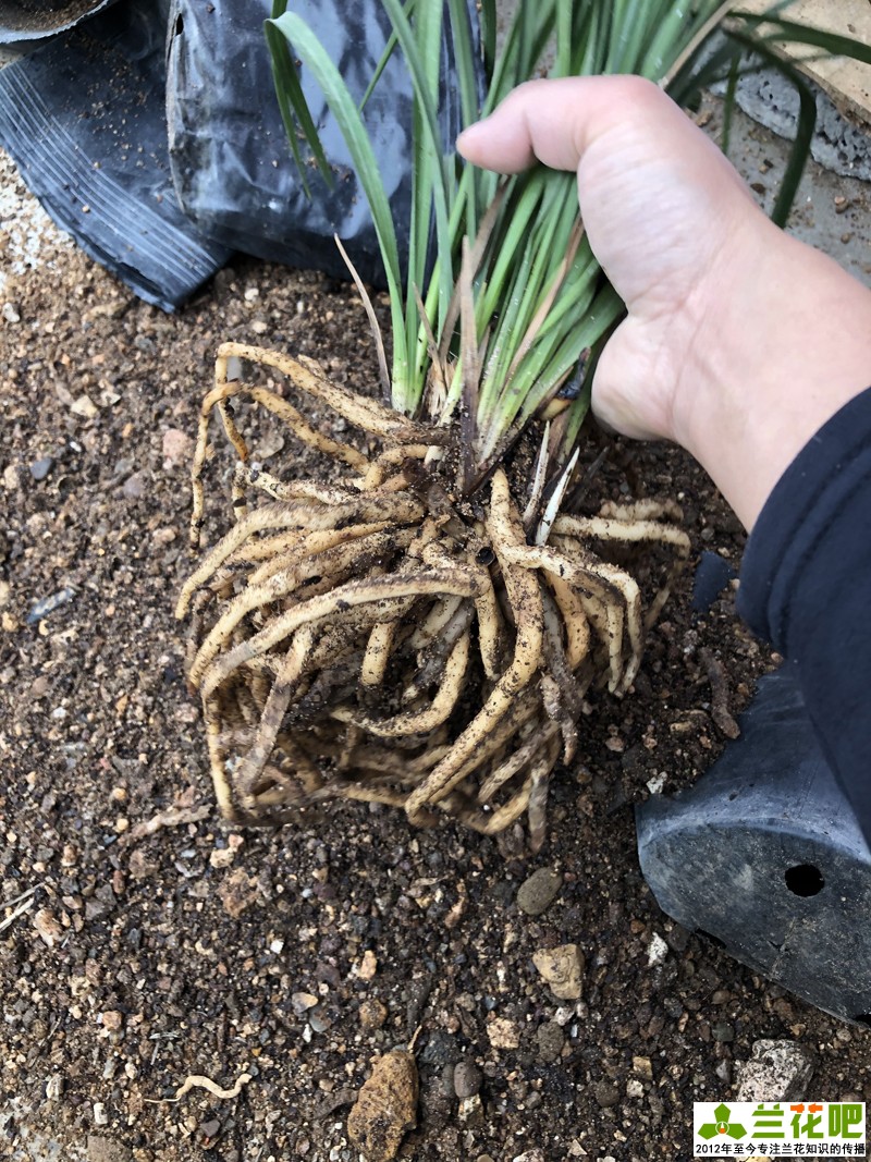 种兰花用粗砂好还是细砂好,粗砂混合土壤可以养兰花吗