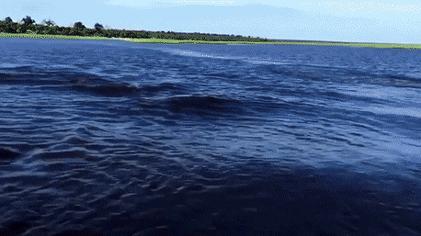 非洲河马钓鱼杀人,却反被人类逼成“脆弱”物种