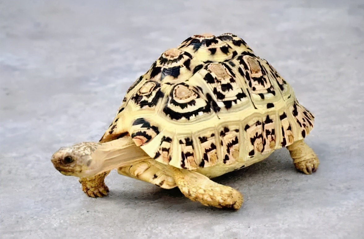 各种龟类图片大全大图,龟类展示会