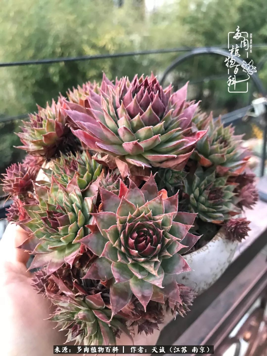 鍙拱瀵圭殑涓嶄拱璐电殑灏忔牱,鍙拱瀵圭殑涓嶄拱璐电殑鍥剧墖灞曠ず