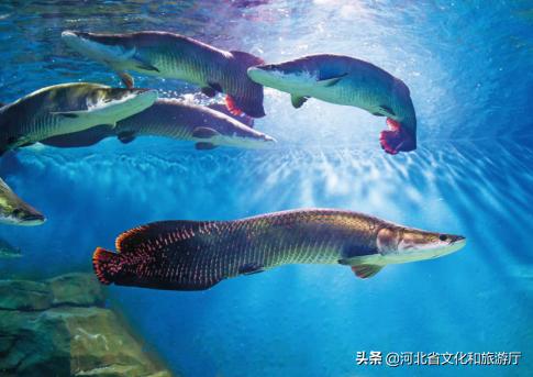 海洋公园特价35元起,快来唤醒来自世界各地的海洋居民吧!