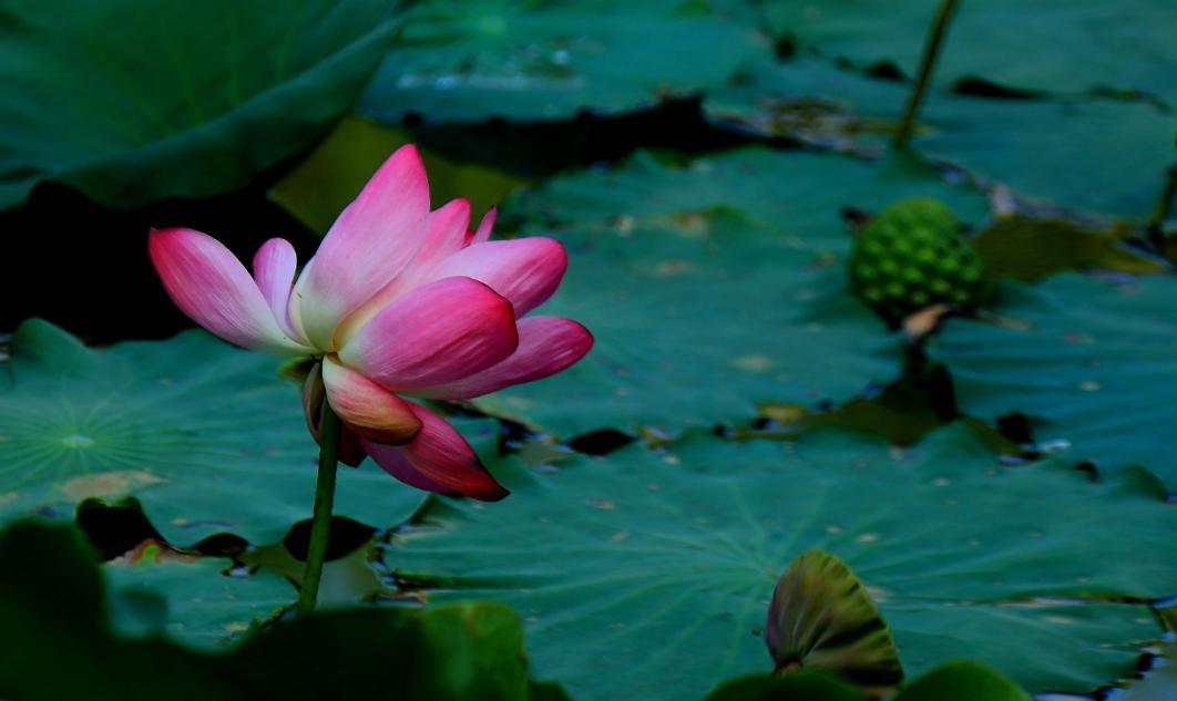 关于秋荷的古诗赏析,咏秋荷古诗词